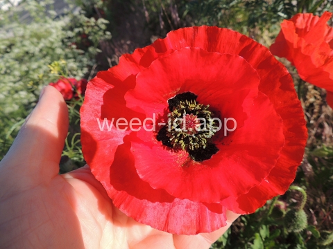 poppy, corn